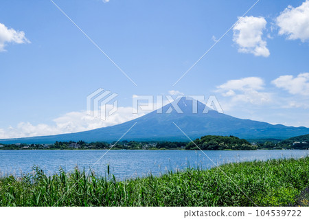 Lake Kawaguchi, Yamanashi Prefecture, lakeside lavender field and Mt. Fuji 104539722