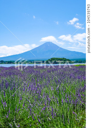 山梨縣河口湖、湖畔薰衣草田和富士山 山梨縣河口湖、湖畔薰衣草田和富士山 104539743