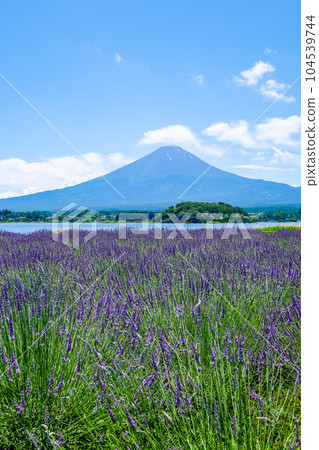Lake Kawaguchi, Yamanashi Prefecture, lakeside lavender field and Mt. Fuji Lake Kawaguchi, Yamanashi Prefecture, lakeside lavender field and Mt. Fuji 104539744