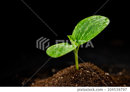 Zucchini sprout in dew drops on a black background. Zucchini sprout in dew drops on a black background. 104539797