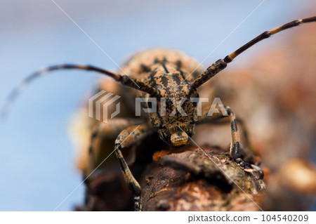 Tea flax longicorn 104540209