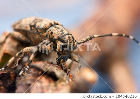 茶胡麻天牛 104540210