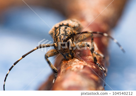 茶胡麻天牛 茶胡麻天牛 104540212
