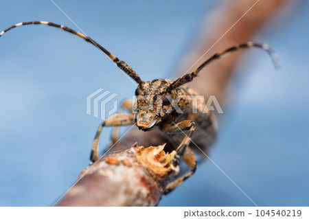 茶胡麻天牛 茶胡麻天牛 104540219