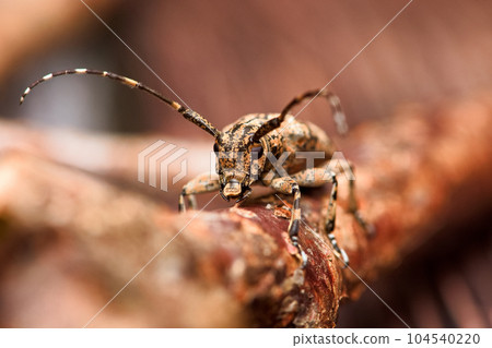 Tea flax longicorn 104540220