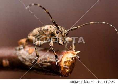 Tea flax longicorn Tea flax longicorn 104540229