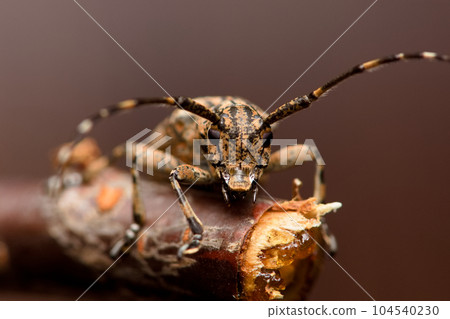 茶胡麻天牛 茶胡麻天牛 104540230