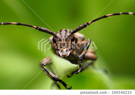 Tea flax longicorn Tea flax longicorn 104540233