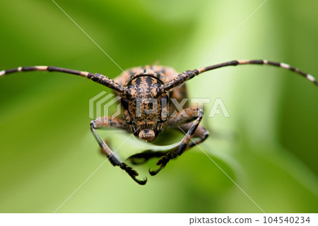 Tea flax longicorn Tea flax longicorn 104540234