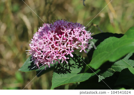 初夏花園裡盛開的鈕扣草的粉紅色花朵 104541024