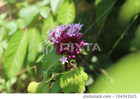 Pink flowers of the buttonweed blooming in the early summer garden 104541025