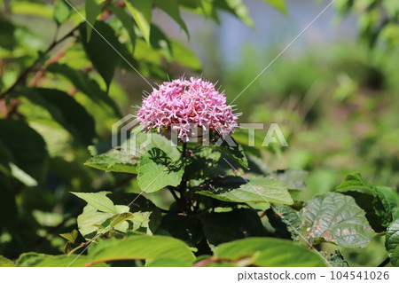 初夏花園裡盛開的鈕扣草的粉紅色花朵 104541026