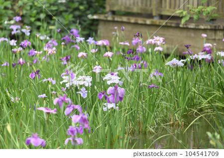 生田綠點虹膜花園 生田綠點虹膜花園 104541709