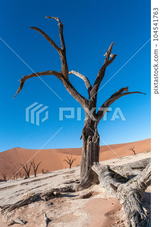 Barren landscape near Deadvlei and sossusvlei Barren landscape near Deadvlei and sossusvlei 104541763
