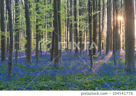 Sunrise illuminating bluebells Sunrise illuminating bluebells 104541778