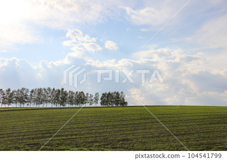 綠色的田野和樺樹 104541799