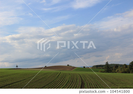 秋天綠色的麥田和藍天 104541800