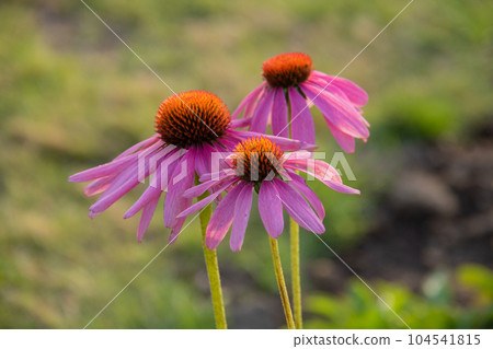 Pink flowers blooming in the autumn garden, purple rose 104541815