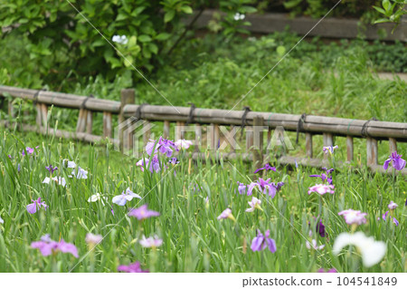 Ikuta Green spot iris garden Ikuta Green spot iris garden 104541849