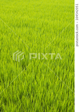 Rice field 104542051