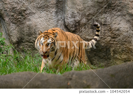 Creeping Amur tiger (female) Creeping Amur tiger (female) 104542054