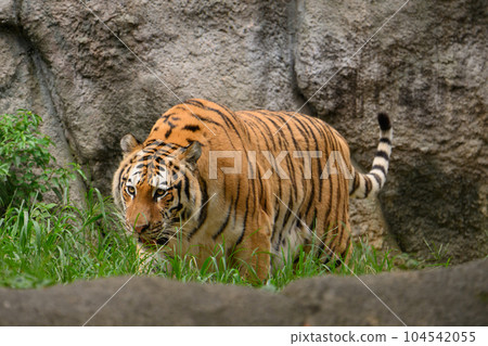 Creeping Amur tiger (female) 104542055