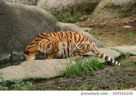 Amur tiger drinking water in a pond 104542056