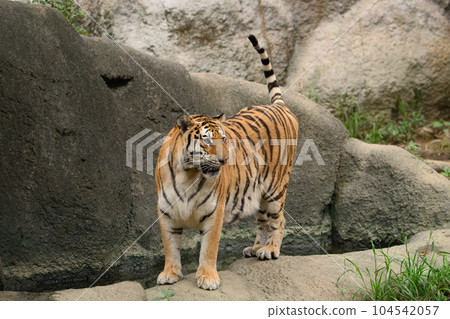 Amur tiger with tail in water 104542057