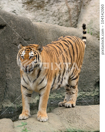 Amur tiger with tail in water Amur tiger with tail in water 104542060