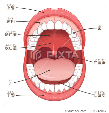 Illustration of oral cavity, lips, teeth and tongue 104542087