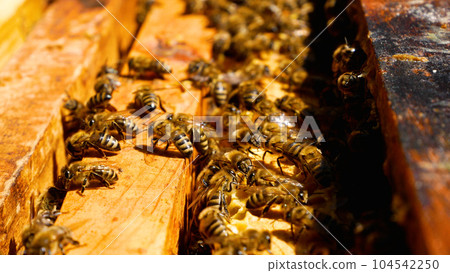Many bees in an ajar hive crawl along the frames with honeycombs. Bees collect pollen, produce honey 104542250