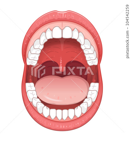 口腔、嘴唇、牙齒和舌頭的插圖 104542259