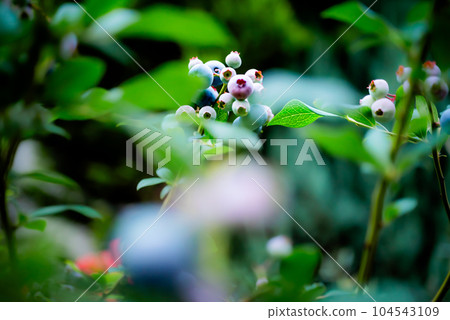 Scenery where the sun shines on the fruit of the plant that can be seen between the leaves 104543109