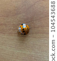 Decoration? No, it's a live ladybug. 104543688
