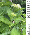 Hydrangea and snail June classic 104543840