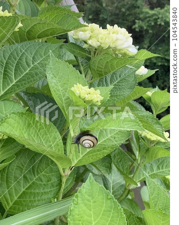 Hydrangea and snail June classic Hydrangea and snail June classic 104543840