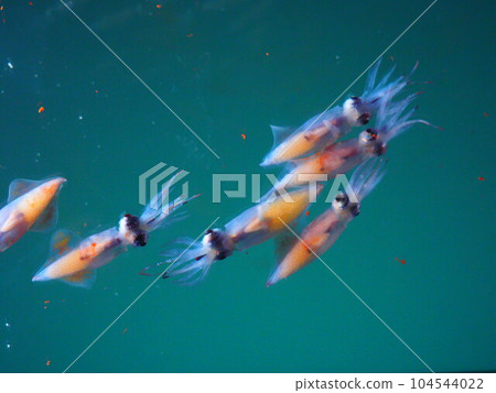 Firefly squid swarming 104544022
