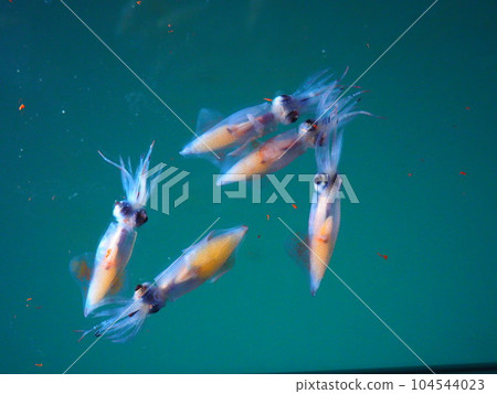 5 firefly squid gathering 104544023