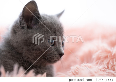 Chartreux小貓 104544335