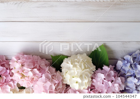 Pink, blue and white Hydrangea flowers or Hortensia on white wooden background. Top view. Floral frame banner with copy space. Top view. Pink, blue and white Hydrangea flowers or Hortensia on white wooden background. Top view. Floral frame banner with copy space. Top view. 104544347