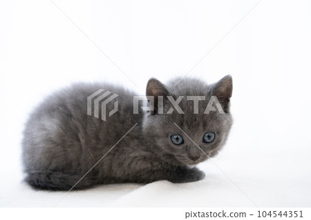 Chartreux小貓 104544351