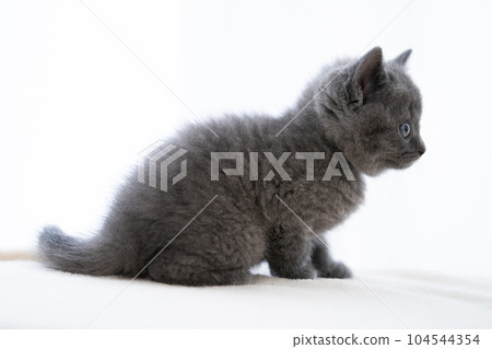 Chartreux小貓 Chartreux小貓 104544354