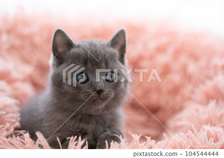 Chartreux kitten 104544444