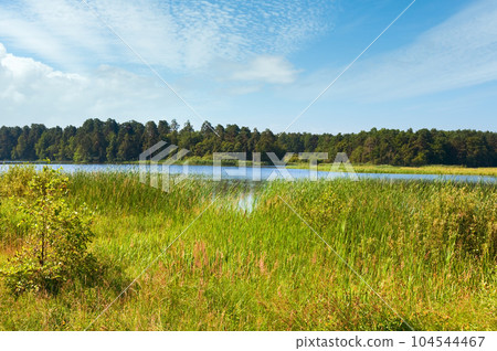 Summer rushy lake 104544467