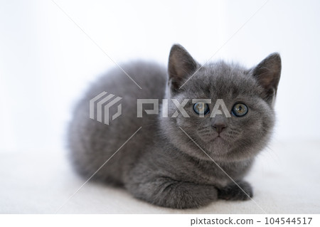 Chartreux小貓 Chartreux小貓 104544517