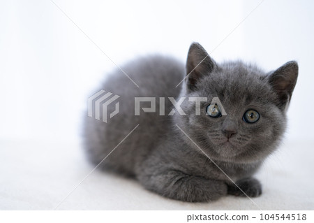 Chartreux kitten 104544518