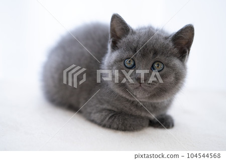 Chartreux kitten 104544568