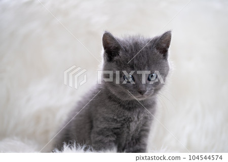 Chartreux kitten Chartreux kitten 104544574