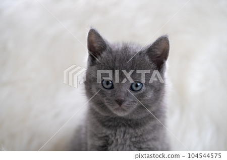 Chartreux kitten Chartreux kitten 104544575