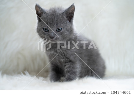 Chartreux小貓 Chartreux小貓 104544601